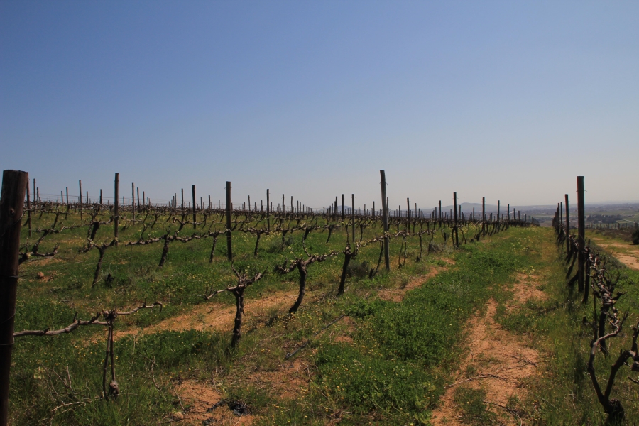 5 Bedroom Property for Sale in Stellenbosch Farms Western Cape